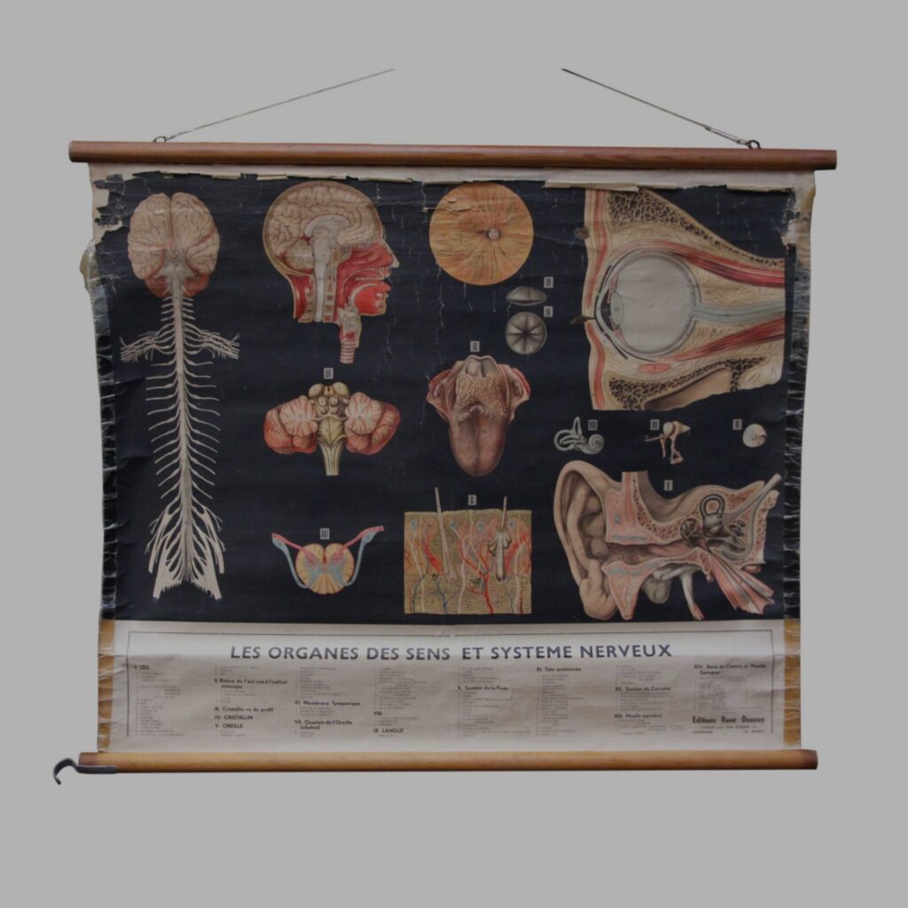 Vintage nervous system poster