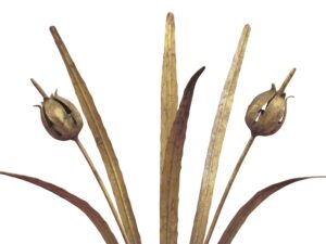 Close-up of a vintage brass tole wall sconce with two curved arms and candle-style sockets, shown against a plain white background.
