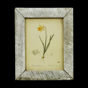 Other Wall Art  - Vintage Distressed Frame Narcissus Pseudo Daffodil Art Print