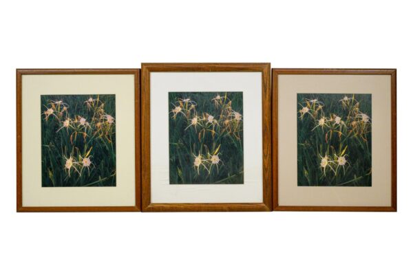 Photographs - Set of Custom Framed Matted Spider Lillies Photographs