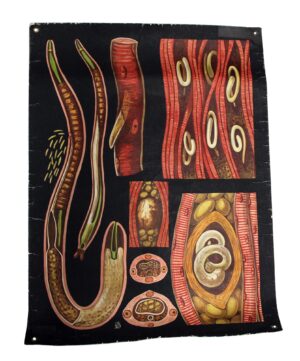 Posters - Vintage Worm Anatomy European School Poster
