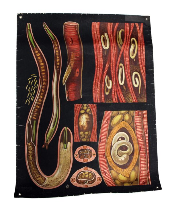 Posters - Vintage Worm Anatomy European School Poster