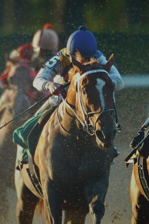 Prints for Sale - Q286425