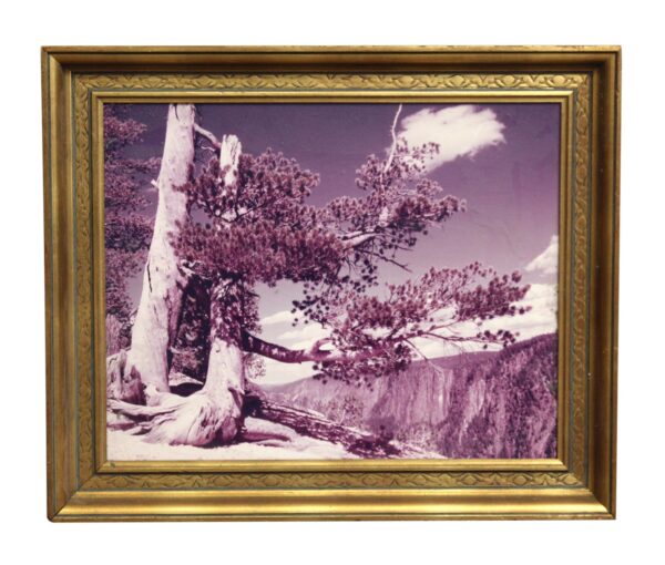 Photographs - Ornately Scenic Framed Purple Hue Photo