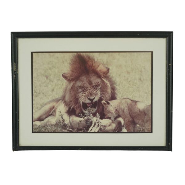 Photographs - Framed Lion & Cub Photograph