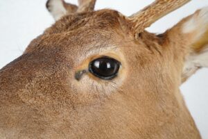 Taxidermy for Sale - R290511