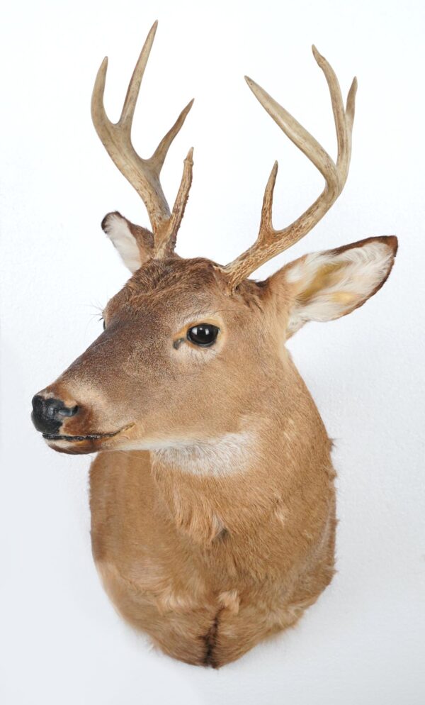 Taxidermy - Male White Tailed Deer Shoulder Mount Taxidermy